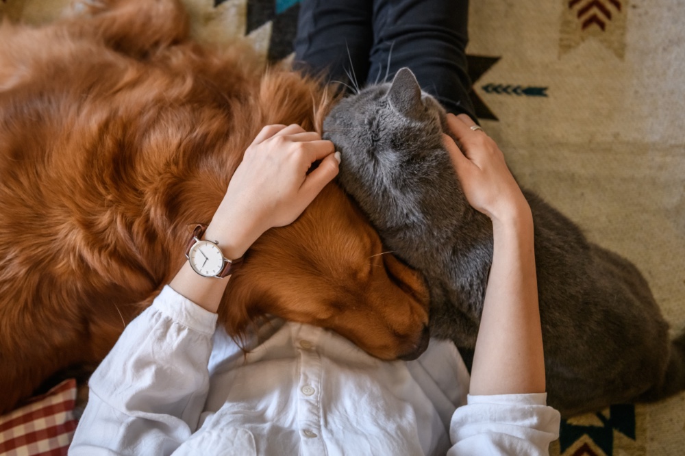 Dog and cat in apartment